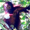 Adopt an Orang-Utan