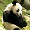 Adopt a Panda