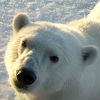 Adopt a Polar Bear