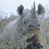 Adopt a Rhino