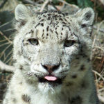 Adopt a Snow Leopard Today